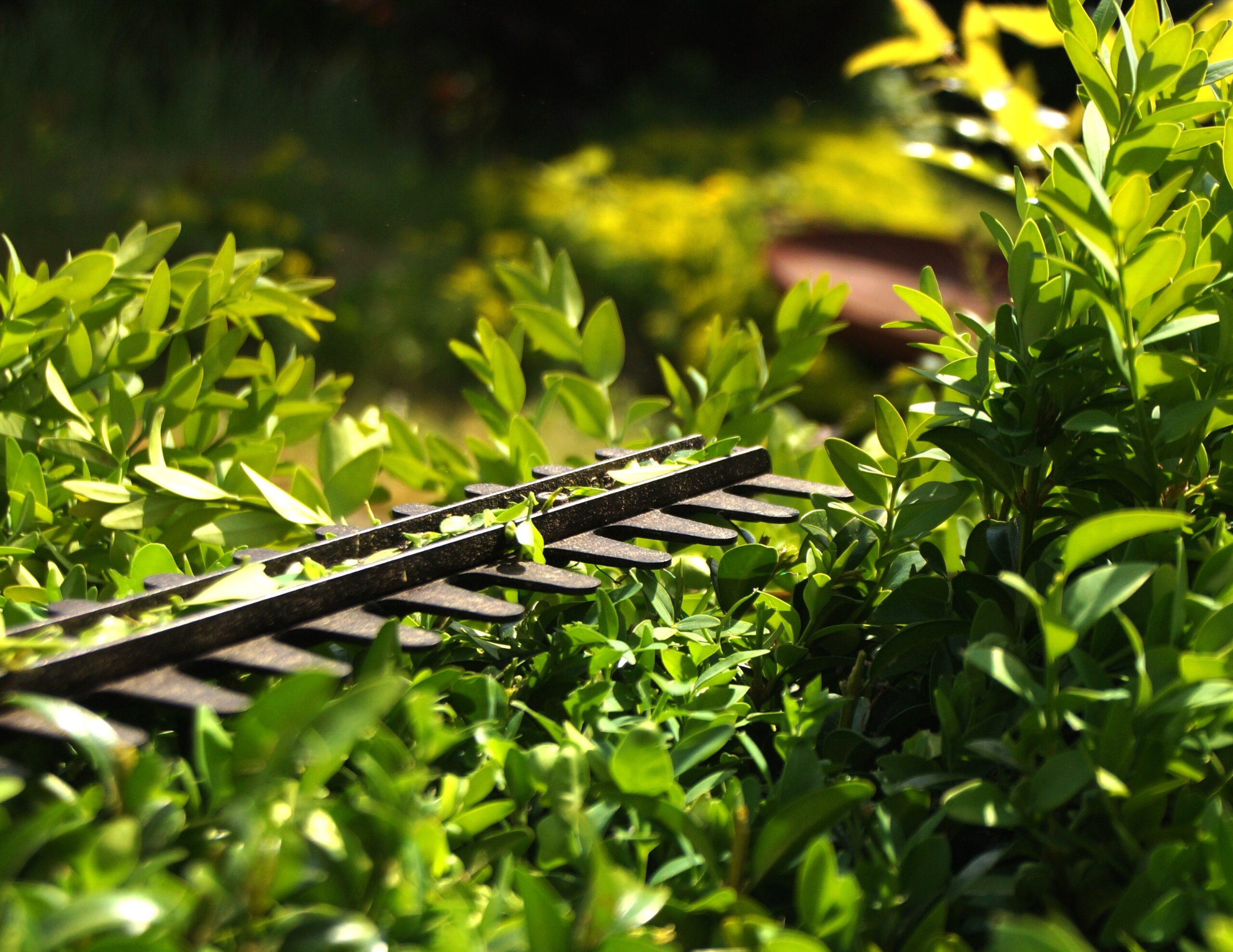hedge-3393849